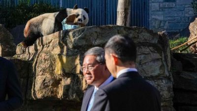 15年繁育失敗 李強：給澳洲換2新熊貓