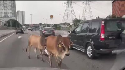 视频 | 2黄牛大道上闲逛  1轿车刹车不及撞牛
