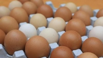 【雞蛋01】小小雞蛋大大學問