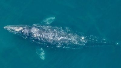 研究：氣候變遷所致　太平洋海岸灰鯨“體長縮水1.65公尺”