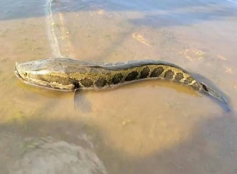 “蛇頭魚”入侵美國！會爬行、離水能呼吸恐釀生態浩劫