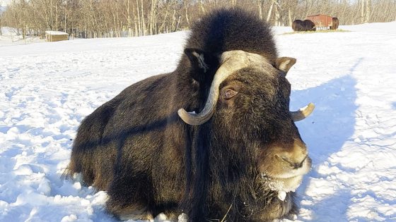 【美国】穿越冰雪，陆游阿拉斯加