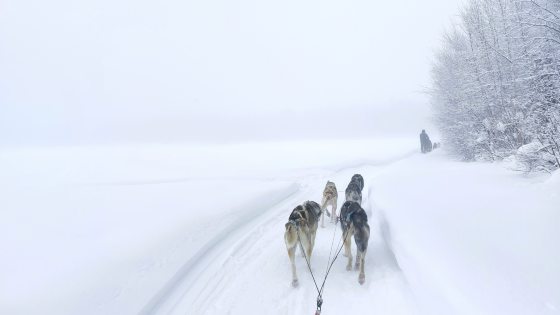 【美国】穿越冰雪，陆游阿拉斯加