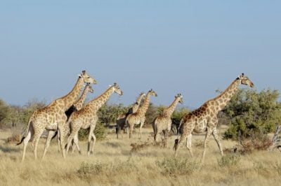世界长颈鹿日：长颈鹿正在易危，保育刻不容缓！
