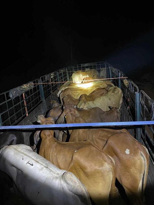 东：2名男子昨晚在马泰边境企图走私69头牛以在哈芝节前夕牟利，却东窗事发被执法部队扣留。这些牛只价值34万5000令吉。