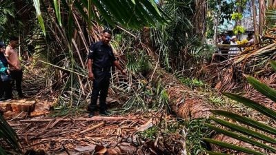 砍伐碩莪棕櫚樹 青年被倒樹壓死