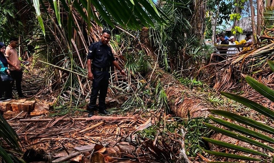 東：一名青年砍伐碩莪棕櫚樹，卻被倒下的樹幹壓中，導致他受重傷死亡。