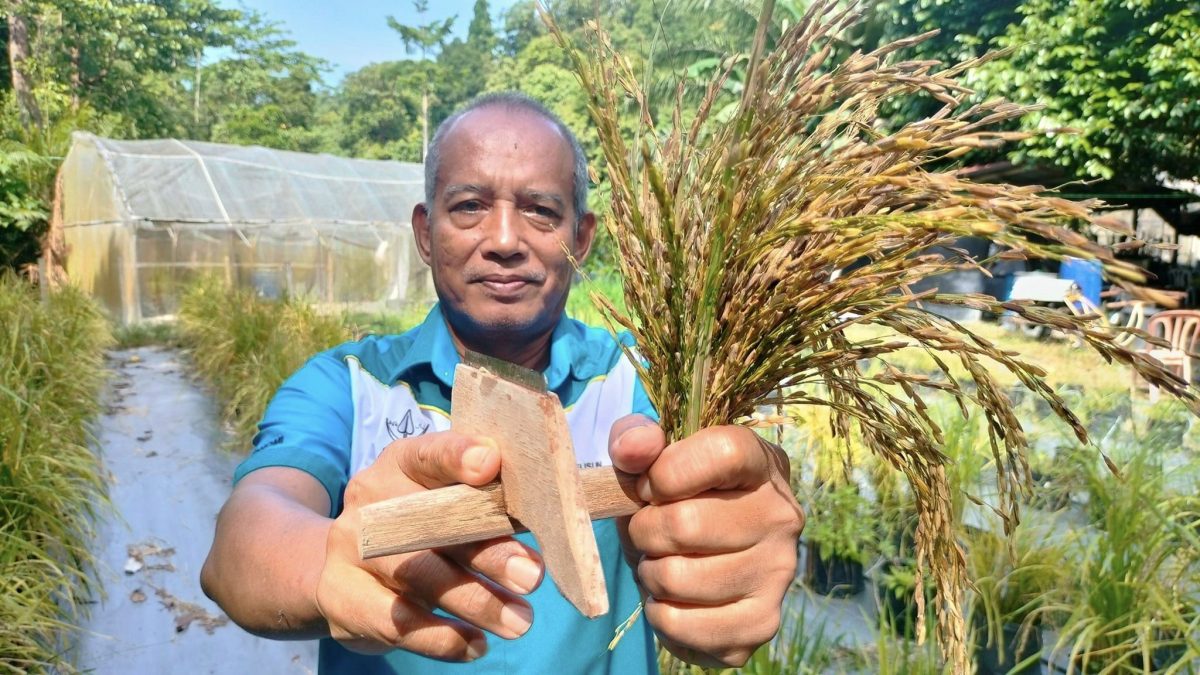 东：联增居民塑料袋种稻 3个多月后收割4公斤白米
