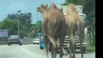 又来翻炒   “骆驼马路奔跑”旧视频