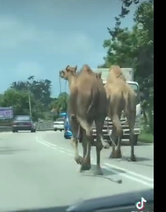 两只骆驼逃脱奔向马路