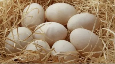 中國農大研究：每週吃雞蛋超過6個 死亡風險增加35%