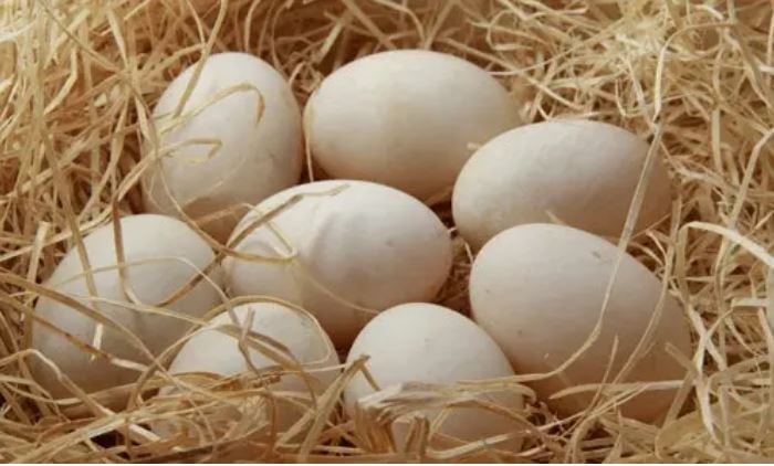 中國農大研究：每週吃雞蛋超6個 死亡率增加35%
