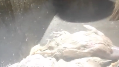 中国鸭肠生产线骇人食安    工人对排水口小便后捞出死鸭加工