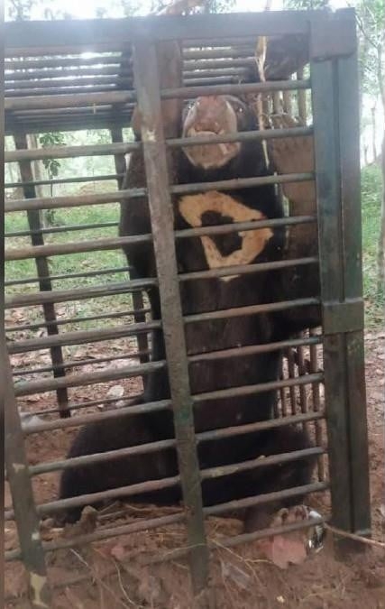 丹州野生動物局一週內 先後捕獲一母一公太陽熊