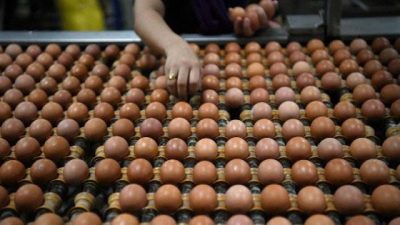安华：拨1亿每个补贴10仙  鸡蛋零售价降3仙