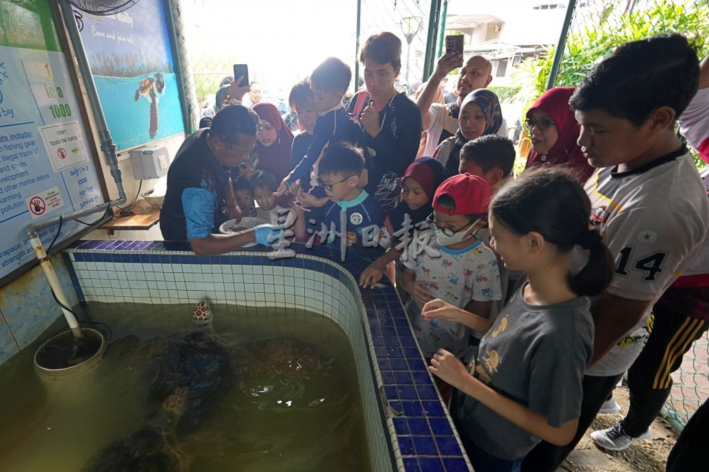 供星洲網（刊期6月14日）半島心旅行：花數小時時光 看盡海龜漫長且困難的一生