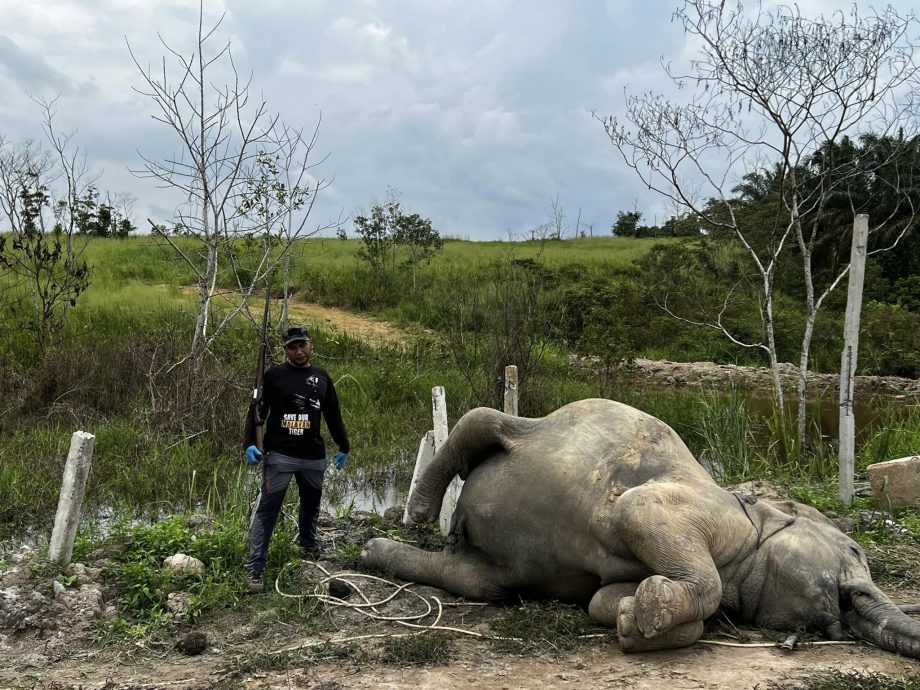 全国：文告：聂纳兹米：严肃看待加亨4头大象死亡事件  采取措施解决人类与野生动物冲突