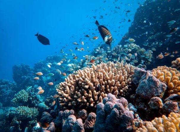 全球暖化海水升温 大马逾一半海洋公园珊瑚礁白化