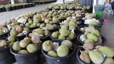 Durian exporters look forward to the release of procedures on exporting fresh durians to China