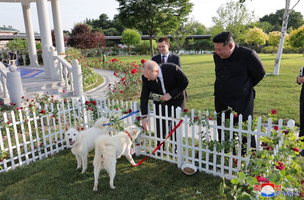 再采“狗狗外交”  金正恩赠普汀2丰山犬