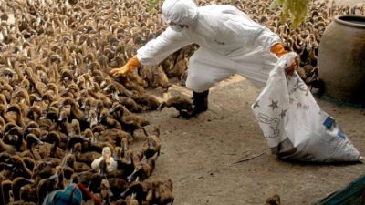 前美国CDC主任示警  禽流感恐引爆下一场全球大流行