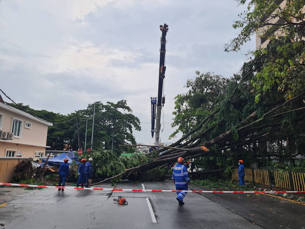 又有树倒意外 这回在甲洞