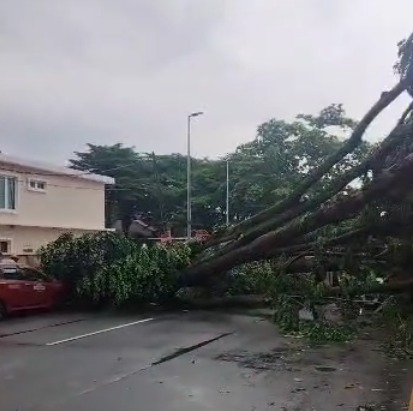 又有树倒意外 这回在甲洞