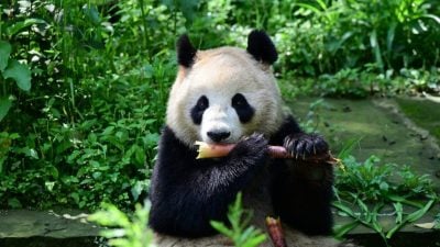 大熊猫“云川”、“鑫宝”启程赴美国 将落脚加州
