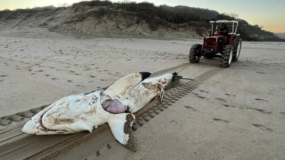 大白鲨吞下海豚 却遭更巨大生物分尸 曝尸沙滩上