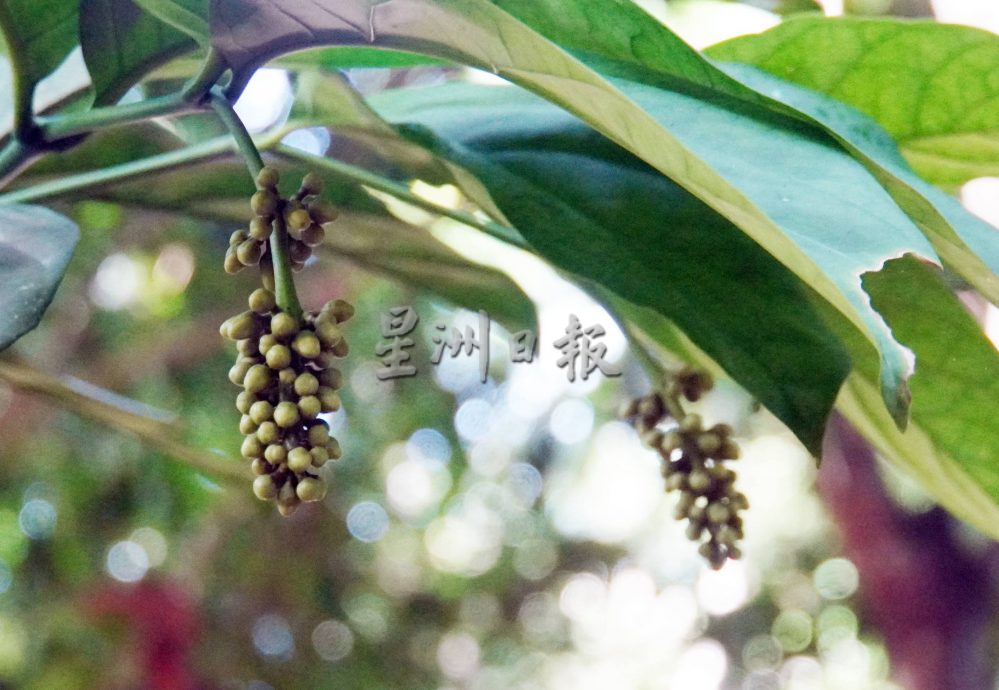 星角摄：在森林保护区内的玻璃市草药园（大北马）