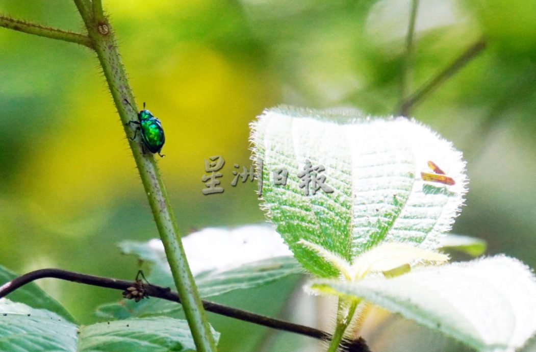 星角摄：在森林保护区内的玻璃市草药园（大北马）