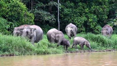 婆罗洲侏儒象濒灭绝 IUCN：全球剩不到1000头