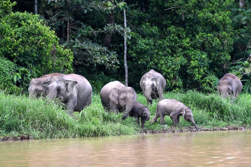 婆羅洲侏儒象瀕滅絕 IUCN：全球剩不到1000頭