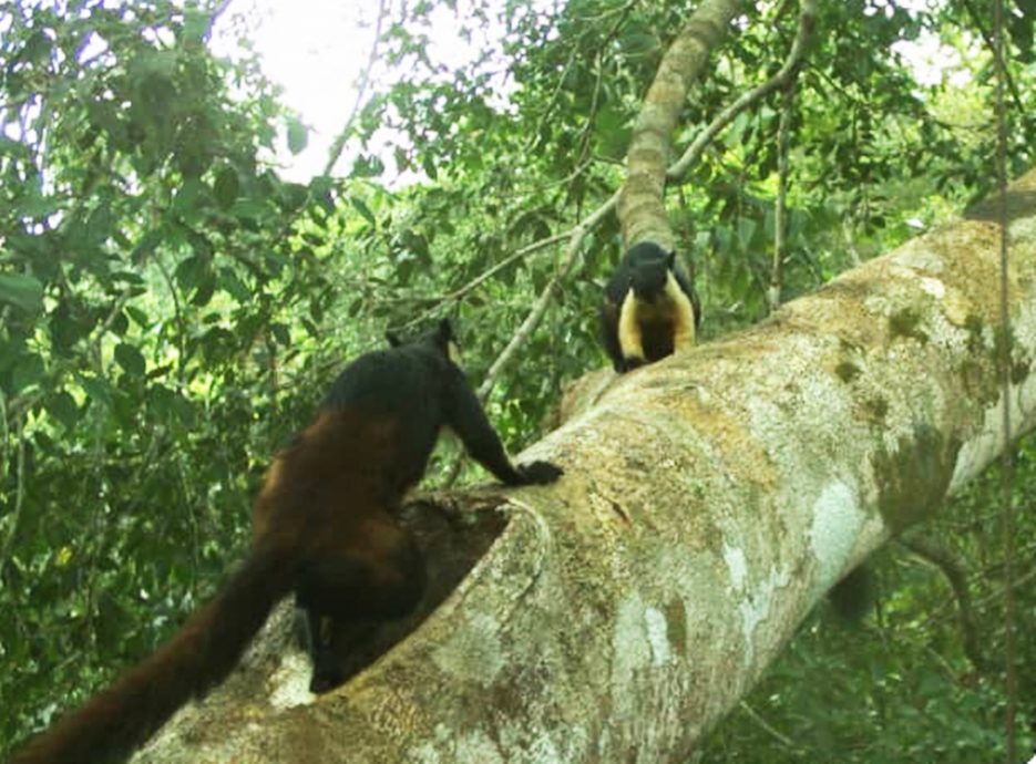 安裝隱藏攝影機觀察樹棲野生動物生態。