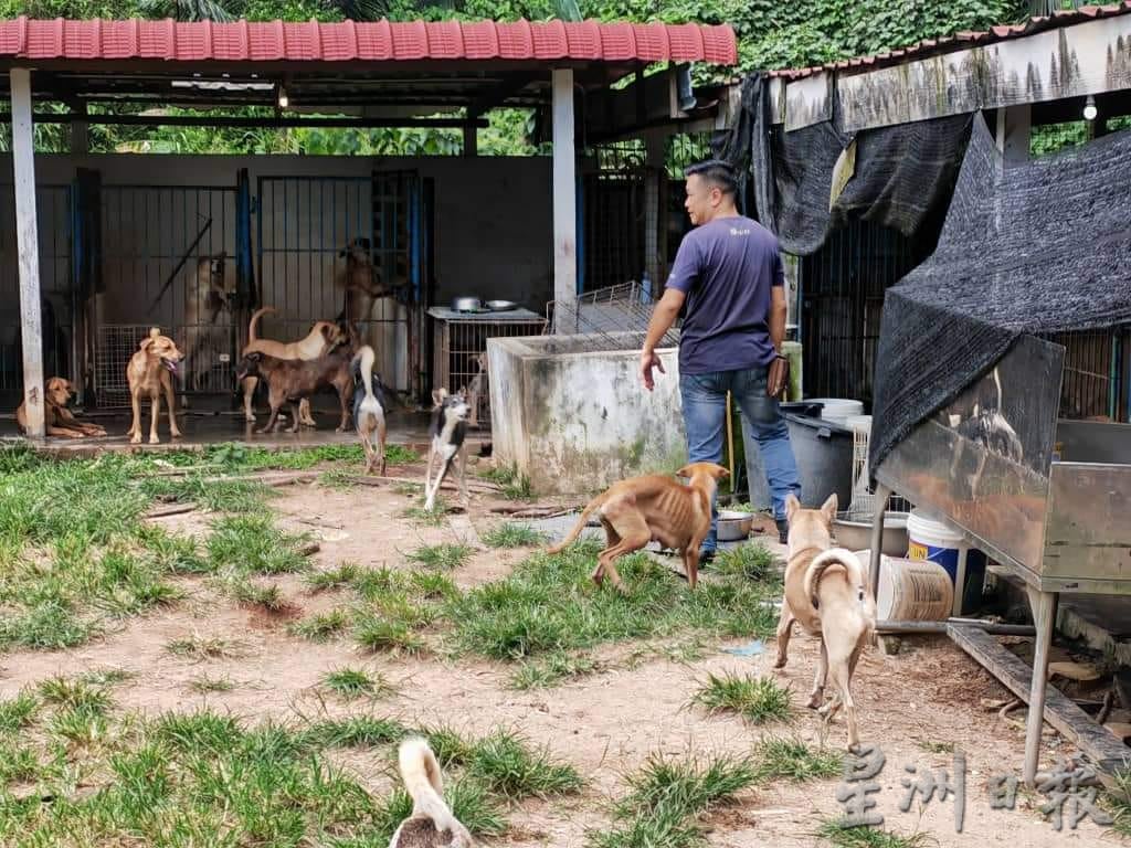 宋伟钊：弃养家犬衍生系列问题 妥善安置勿让狗自生自灭