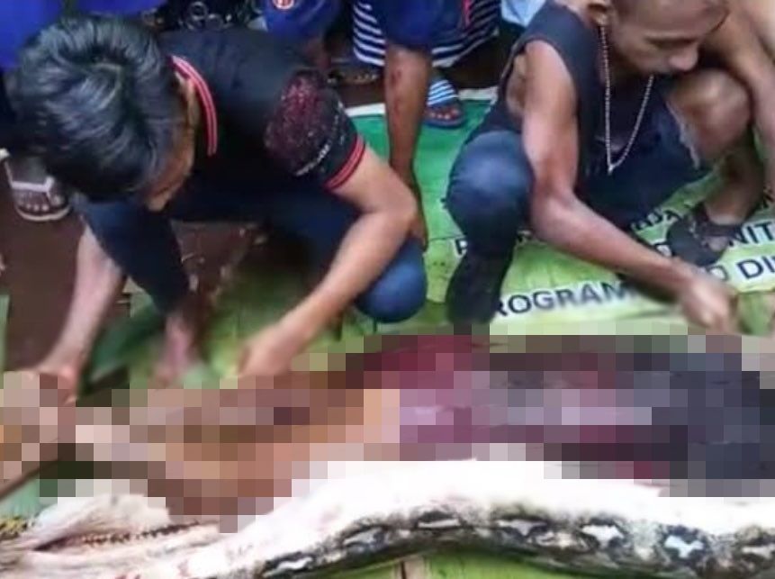 巨蟒“活人生吃”！　印尼女子遭吞食畫面曝光