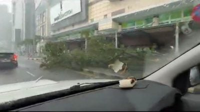 隆MAJU JUNCTION商场外大雨倒树   消拯局：无人伤亡