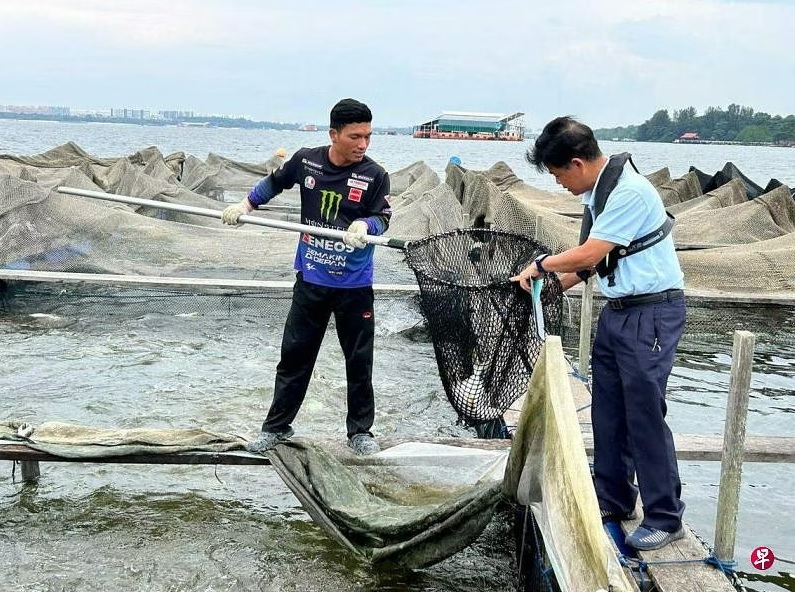 *已簽發* 柔：獅城二三事：未受漏油事故影響 獅城養殖魚可安全食用