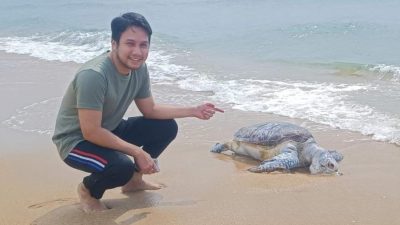 德洛力拔海滩发现死亡海龟