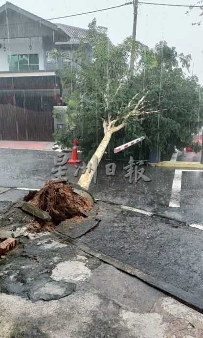 怡中午強雨  多處倒樹 閃電水災