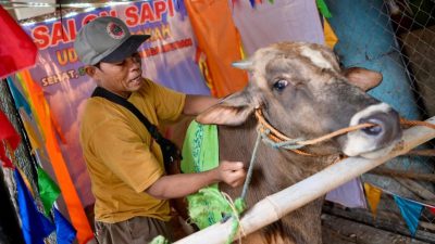 庆祝哈芝节  宰杀献祭前  印尼人按摩牛