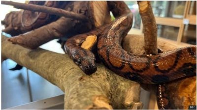 雄性巨蛇竟无性繁殖诞14小蛇  震惊爬虫专家