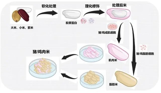 拼盘∕米里含肉！中国成功研发鸡肉米、猪肉米新型食品