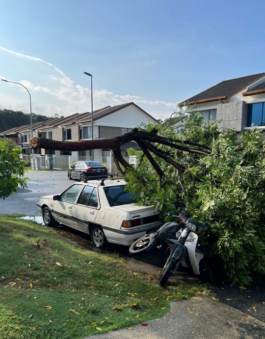 暴風雨襲雙溪龍鎮 7地點樹倒險壓車