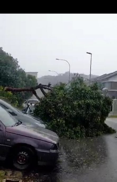 暴風雨襲雙溪龍鎮 7地點樹倒險壓車