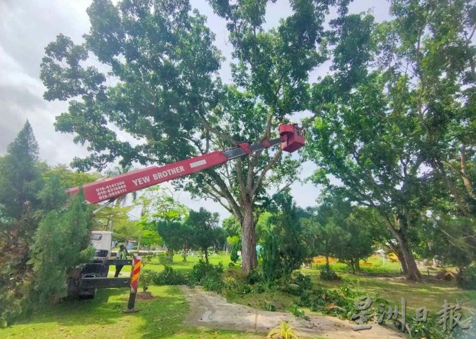 曼絨市議會聘樹藝師 20區展開修剪樹木工作