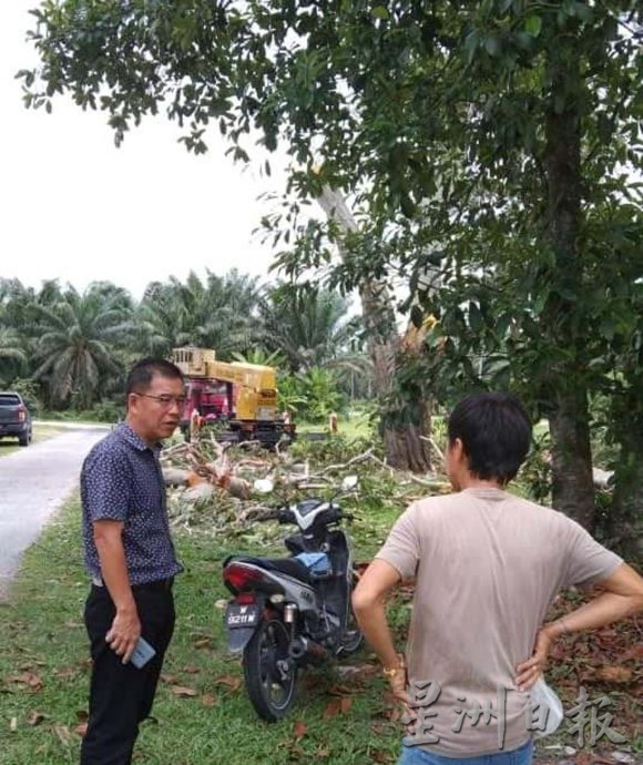 曼絨市議會聘樹藝師 20區展開修剪樹木工作