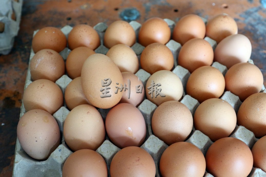 柔：【特稿】去年補貼仍未到手  雞蛋突降價 農民哀愁