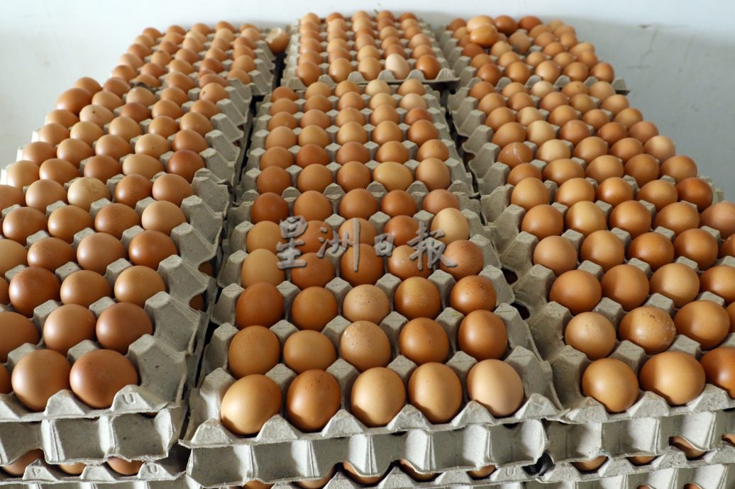 柔：【特稿】去年補貼仍未到手  雞蛋突降價 農民哀愁