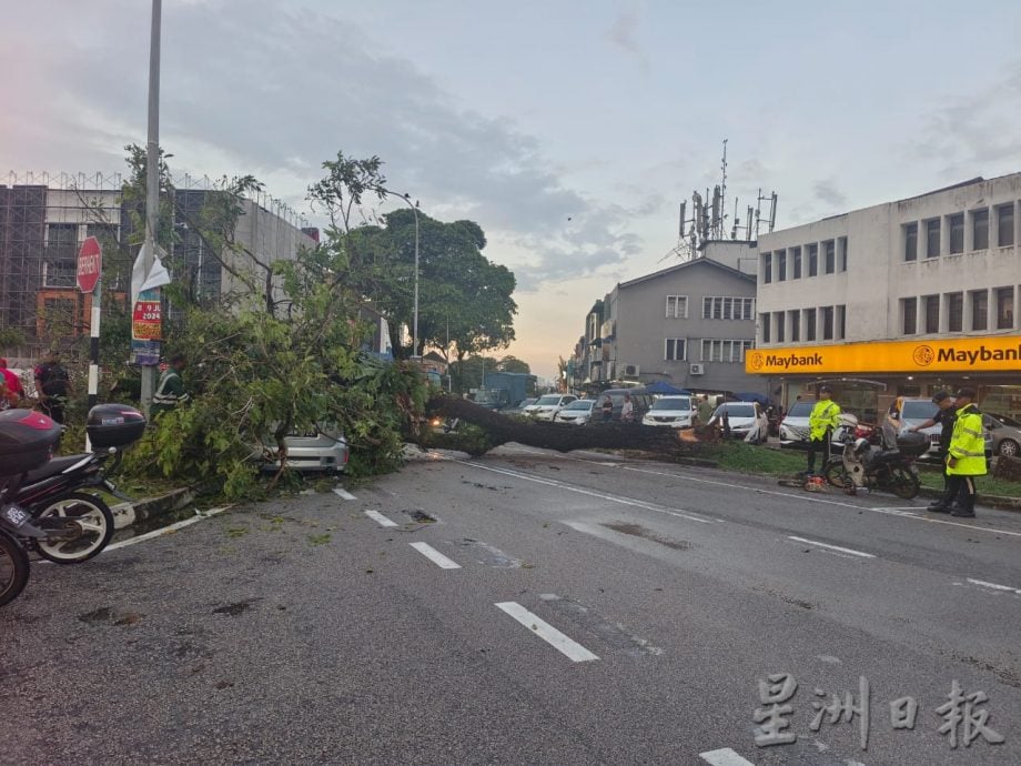 柔：车主甫下车 雨后树倒砸车 车镜碎裂  